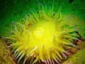   Yellow Anemone  